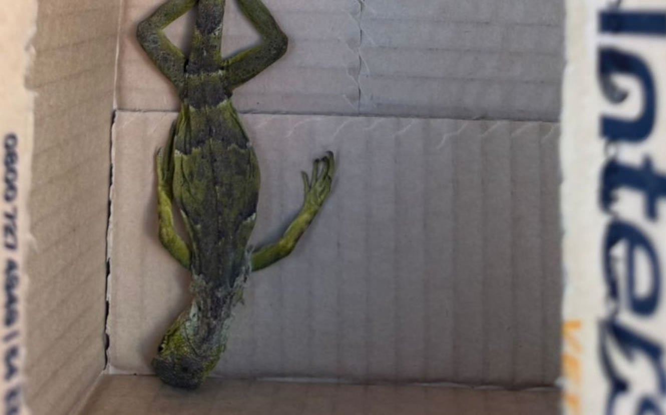 Operação em Duque de Caxias termina com prisões por venda de animais Operação em Duque de Caxias termina com prisões por venda de animais