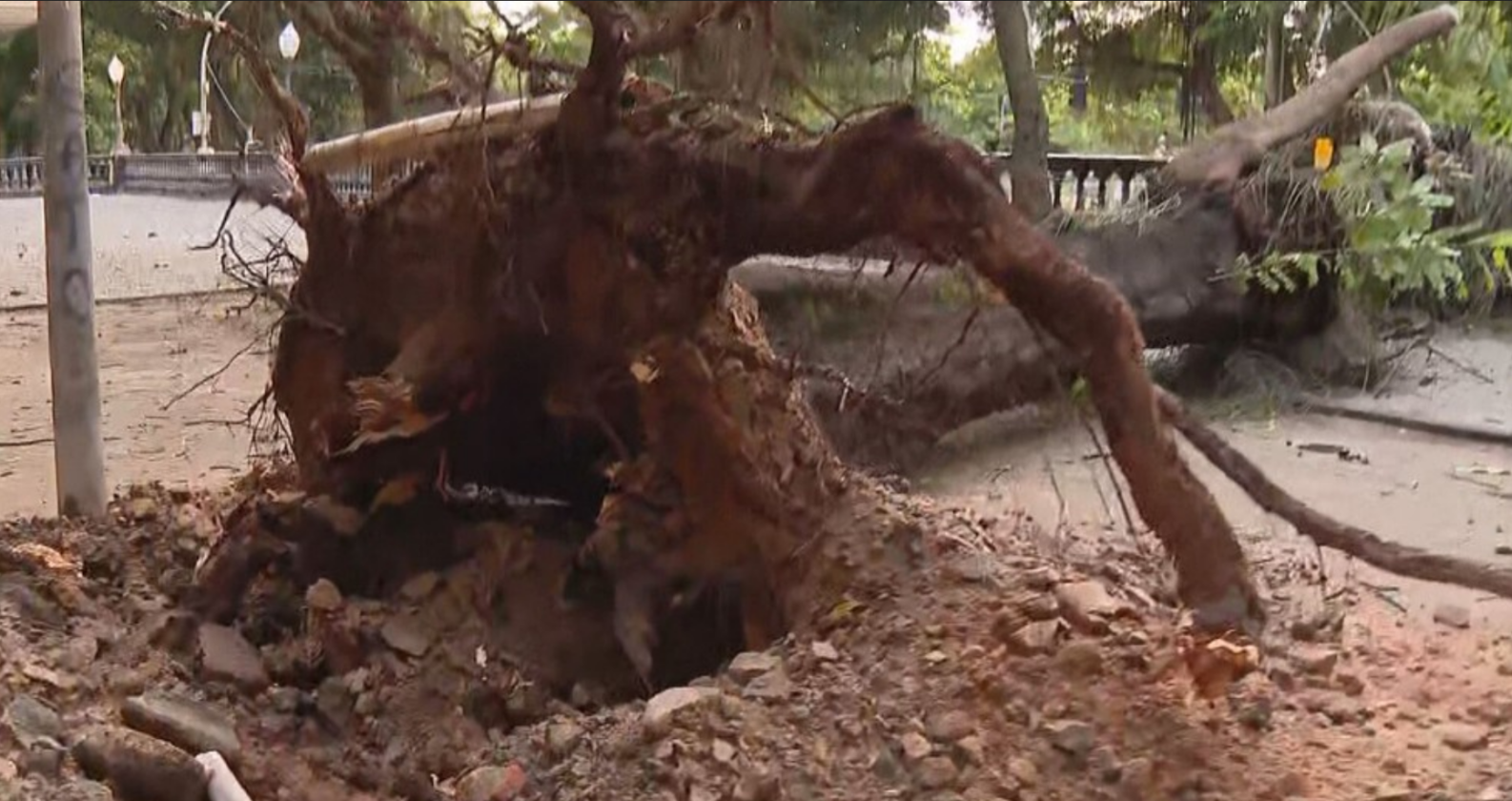 Motorista de aplicativo sobrevive a queda de árvore em temporal no Rio Motorista de aplicativo sobrevive a queda de árvore em temporal no Rio