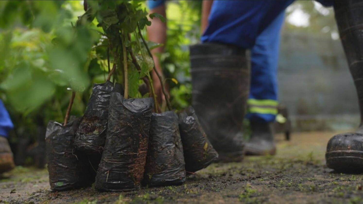 Planta+Rio: projeto amplia arborização e combate ilhas de calor no RJ Planta+Rio: projeto amplia arborização e combate ilhas de calor no RJ